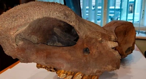 Российские таможенники нашли череп древнего носорога при проверке посылки