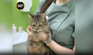 Ветеринары рассказали о состоянии кошек, которых хотела "гуманно" умертвить экс-жена Ефремова
