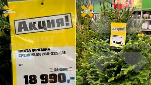 Цены на живые ели в России за год выросли вдвое