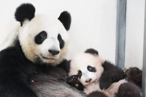 "Любовная любовь": В Московском зоопарке показали, как малышка-панда и её мать резвятся в горе бамбука