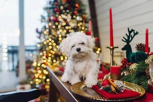 Ветеринар объяснила, почему кормить собак с новогоднего стола опасно для их жизни