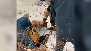 Спасатели с помощью детской "ватрушки" спасли собаку, провалившуюся под лёд в Орле