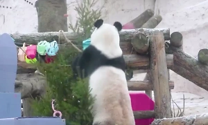 Для пандёнка и не только: Москвичей просят нести живые ёлки в зоопарк с 28 декабря