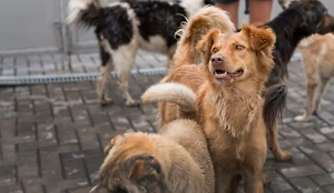 Ещё один регион России вводит эвтаназию для бездомных собак