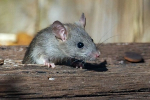 Крыса вылезла из унитаза и попыталась укусить москвичку за мягкое место