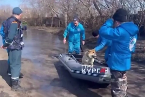 Под Курганом спасли брошенную во время паводка слепую собаку со сломанными лапами