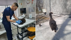 На Сахалине бездомный кот раз в год наведывается на осмотр в ветклинику