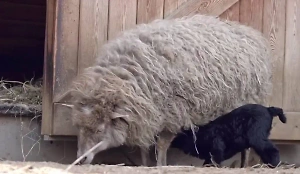 Чёрный ягнёнок родился в семье белых овец из Московского зоопарка