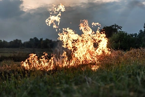 Вредно для людей и животных: Дачникам назвали токсичное вещество, выделяемое при сжигании травы

