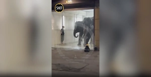 Слонёнок с мамой превратили автомойку во Владикавказе в аквапарк