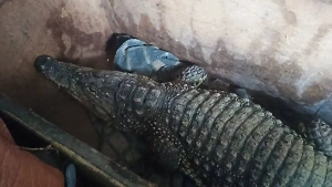 Таможенники помешали путешествию крокодила Бакса и его хозяина в Казахстан