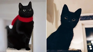 10 чёрных котят, которых не получится бояться, даже если они перейдут вам дорогу