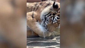 Котик, но не морской: Тигр Зевс из Ленинградского зоопарка освежился в бассейне