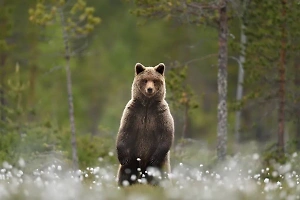 На Камчатке браконьеры расстреляли с вертолёта трёх медведей и попали на видео