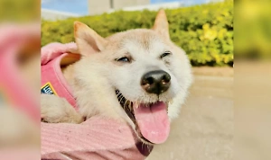 Самая "мемная" собака умерла в Японии в 18 лет. Она два года боролась с лейкемией