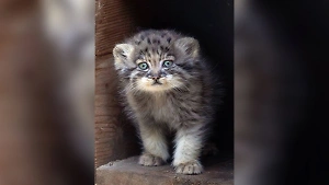 В Новосибирском зоопарке случился манулий беби-бум: родилось сразу 12 котят