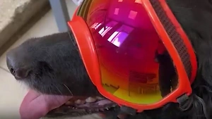 Пушистые модники: Челябинских собак спасают от слепоты с помощью солнцезащитных очков