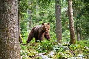 Россиянам рассказали, как не стать целью медведя и других диких зверей в лесу