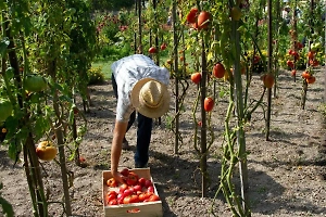 Дачникам перечислили важные требования при работе в огороде, чтобы не навредить здоровью