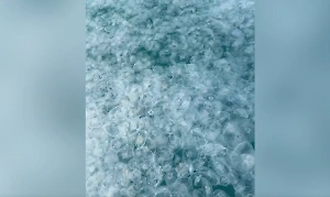 Медузы заполонили море у берегов Анапы