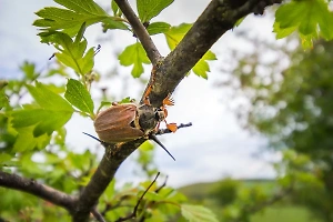 Заморозки ни при чём: Учёный пролил свет на загадочное исчезновение майских жуков в этом году