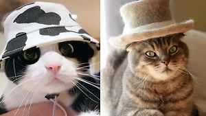10 фото котиков в таких очаровательных шляпках, что у вас ми-ми-метр зашкалит