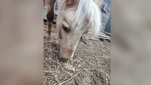 Стрелок открыл "охоту" на обитателей новгородской конюшни, пострадали три лошади