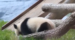 "Пройден важный рубеж!": Смелая панда Катюша преодолела новую вершину в уличном вольере