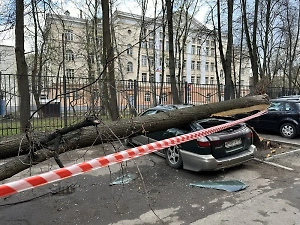 Перечислен план действий для получения компенсации при падении дерева на машину