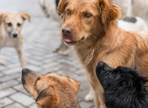 Генпрокуратура выступила против произвольного усыпления бездомных животных