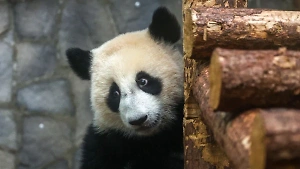 Игры хищников: В зоопарке с ужасом смотрели на догонялки панды Катюши с Диндин
