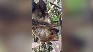 Немного зарядки и вкусный обед: В зоопарке показали идеальный день петербургских ленивцев