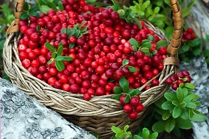 Россиян предупредили о ягодах-двойниках в лесах, которые могут убить