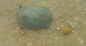 Три неразорвавшихся боеприпаса нашли в акватории пляжа в Севастополе после атаки ВСУ
