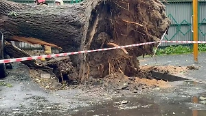 Первая жертва "Эдгара": Мужчину насмерть придавило деревом во время урагана в Москве