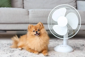 Эксперты рассказали, как летом уберечь кошек и собак от солнца и жары