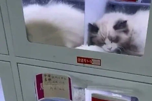 Зоозащитник назвал чудовищной новинку Китая по уличной продаже котов через боксы