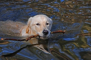 Ветврач напомнил об опасностях для собак во время купания в водоёмах