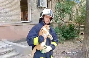 Спасатели достали из-под завалов дома в Луганске кота и передали его хозяину
