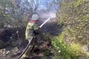 Спасатели остановили продвижение лесного пожара под Новороссийском