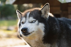Притаившийся в кустах хаски чуть не отгрыз руку ребёнку на самокате в Новосибирске