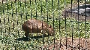 Акулова опубликовала видео с переданным Белгороду малышом капибары