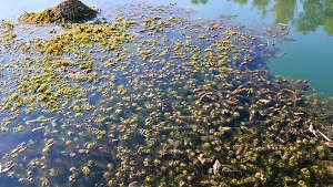 Отдыхающих в Анапе предупредили об опасности «живых» водорослей с пляжа