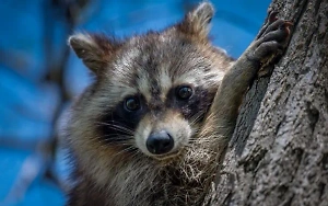 Приключения Кнопочки и Ракеты: Еноты совершили дерзкий побег из кафе в Барнауле