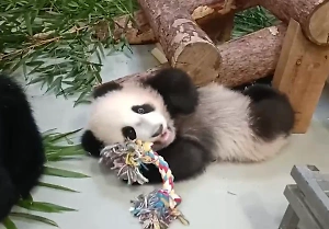 В Московском зоопарке показали, как панда Катюша пытается ухватить сотрудника за пятки