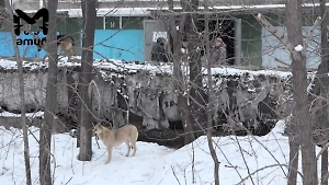 В Хабаровске бездомные псы насмерть загрызли мужчину на остановке