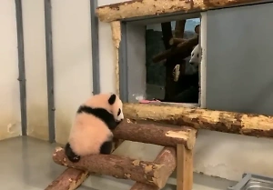 Крошка-панда Катюша застряла на лестнице из брёвен, пока мама Диндин спокойно грызла бамбук