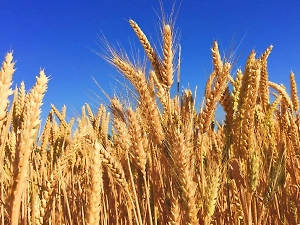 Россия обновила рекорд экспорта зерна