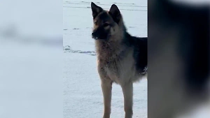 Приморский Хатико: Под Находкой пёс три недели прождал хозяина на льдине, но он так и не пришёл