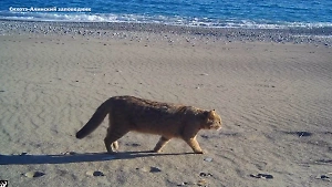 Фотоловушка сняла "делового" дальневосточного лесного кота на берегу Японского моря